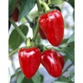 chilli-cherry.com Logo