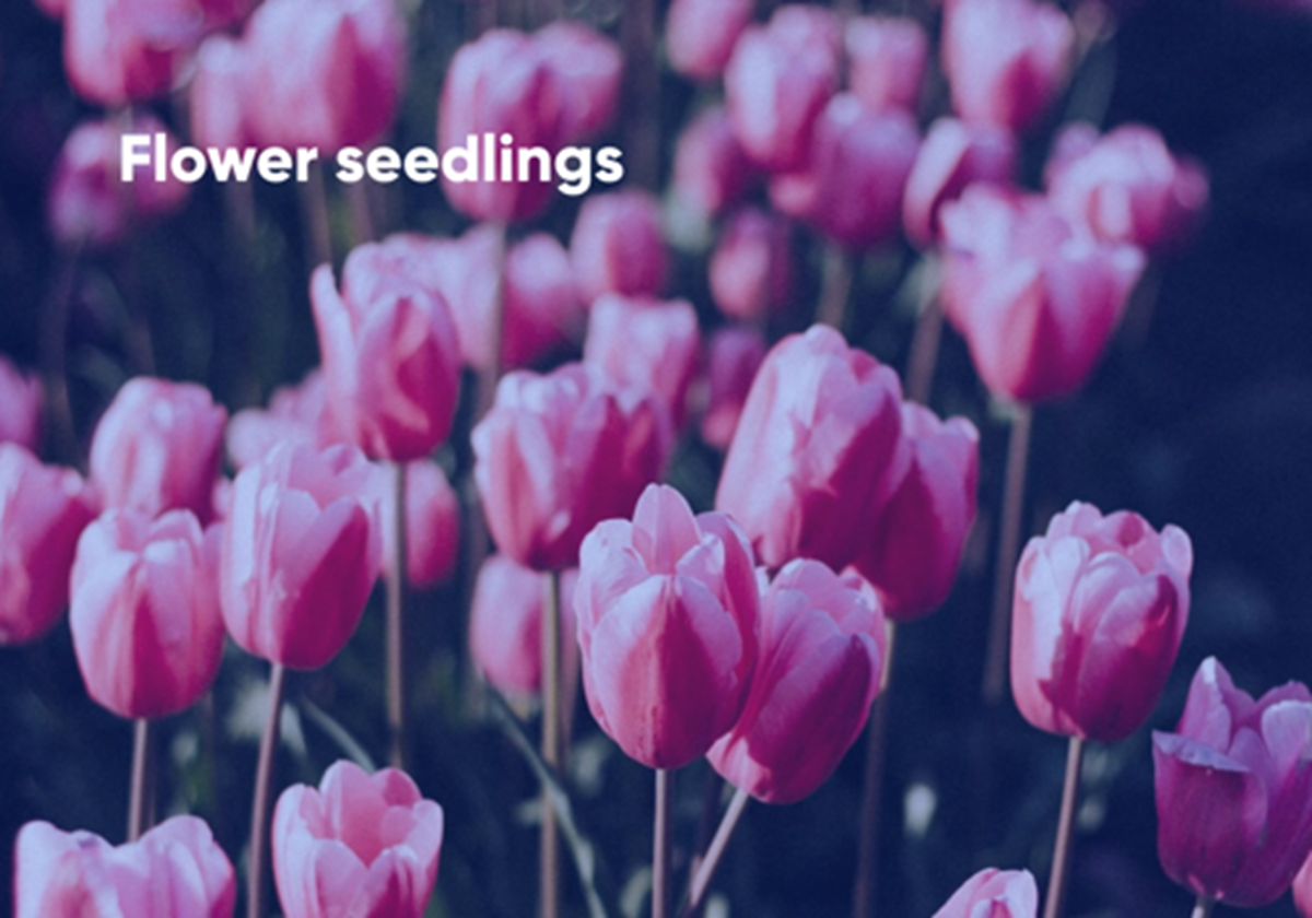 Blumensetzlinge - 