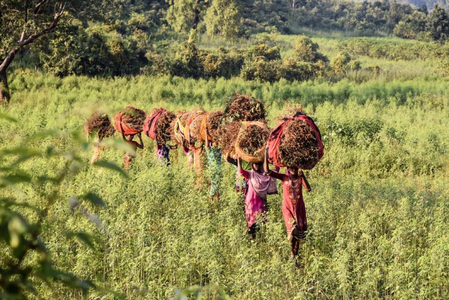 Label Vier Projekt - Klare Nutzerziele und Kommunikation für Commonland