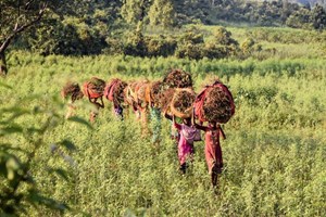 Klare Nutzerziele und Kommunikation für Commonland